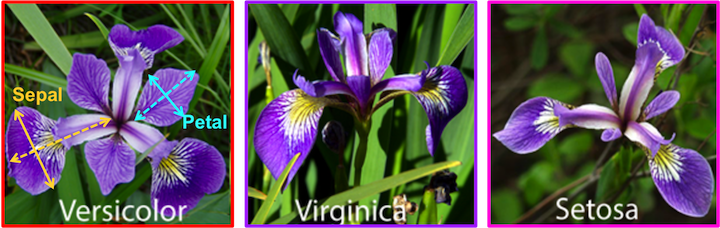 Iris Flower Classifications