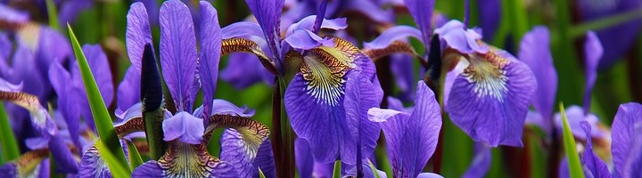 The Iris flower